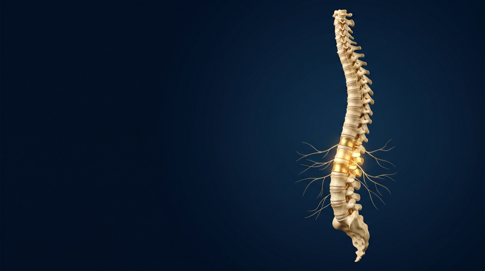 Human spine with specific vertebrae illuminated in gold — specific, subluxation-based chiropractic correction at Rochet Family Chiropractic, Royal Palm Beach FL