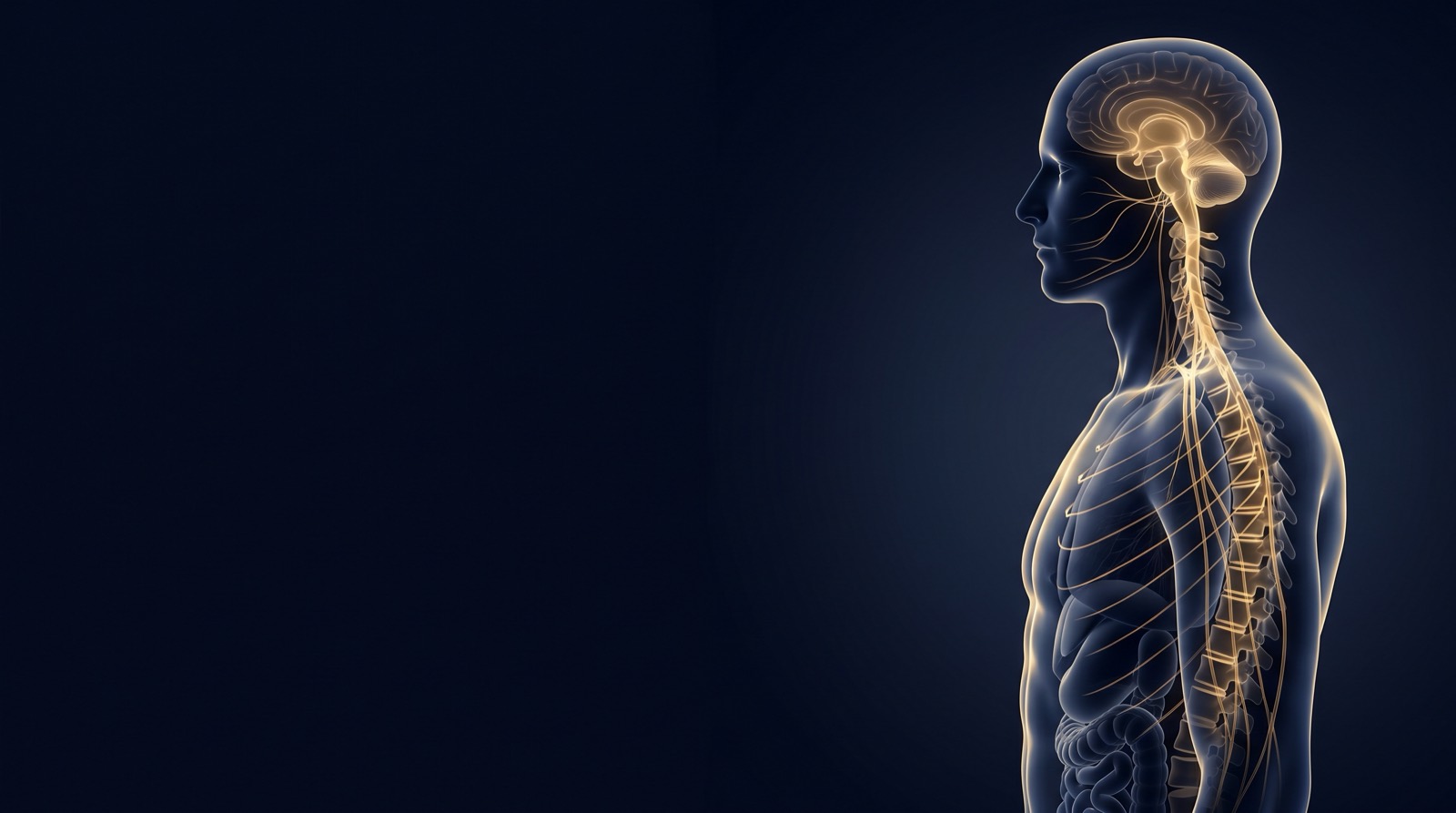 The brain, spine, and nerve network radiating gold through a healthy body — the nerve-immune connection at Rochet Family Chiropractic, Royal Palm Beach FL