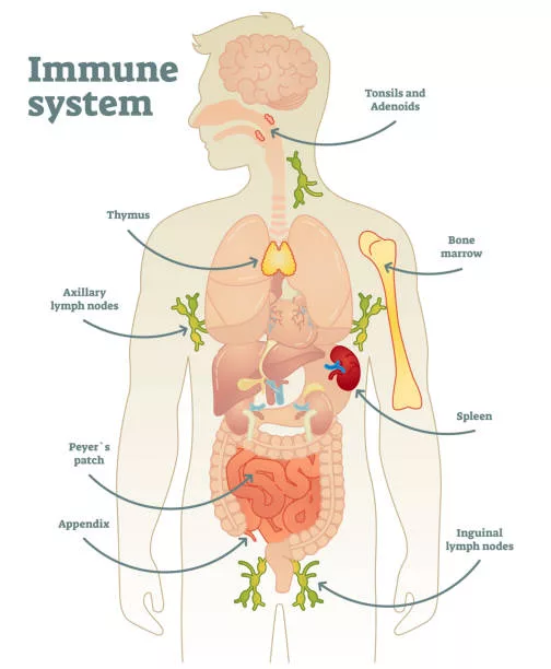 Immune system and chiropractic — Rochet Family Chiropractic Royal Palm Beach FL