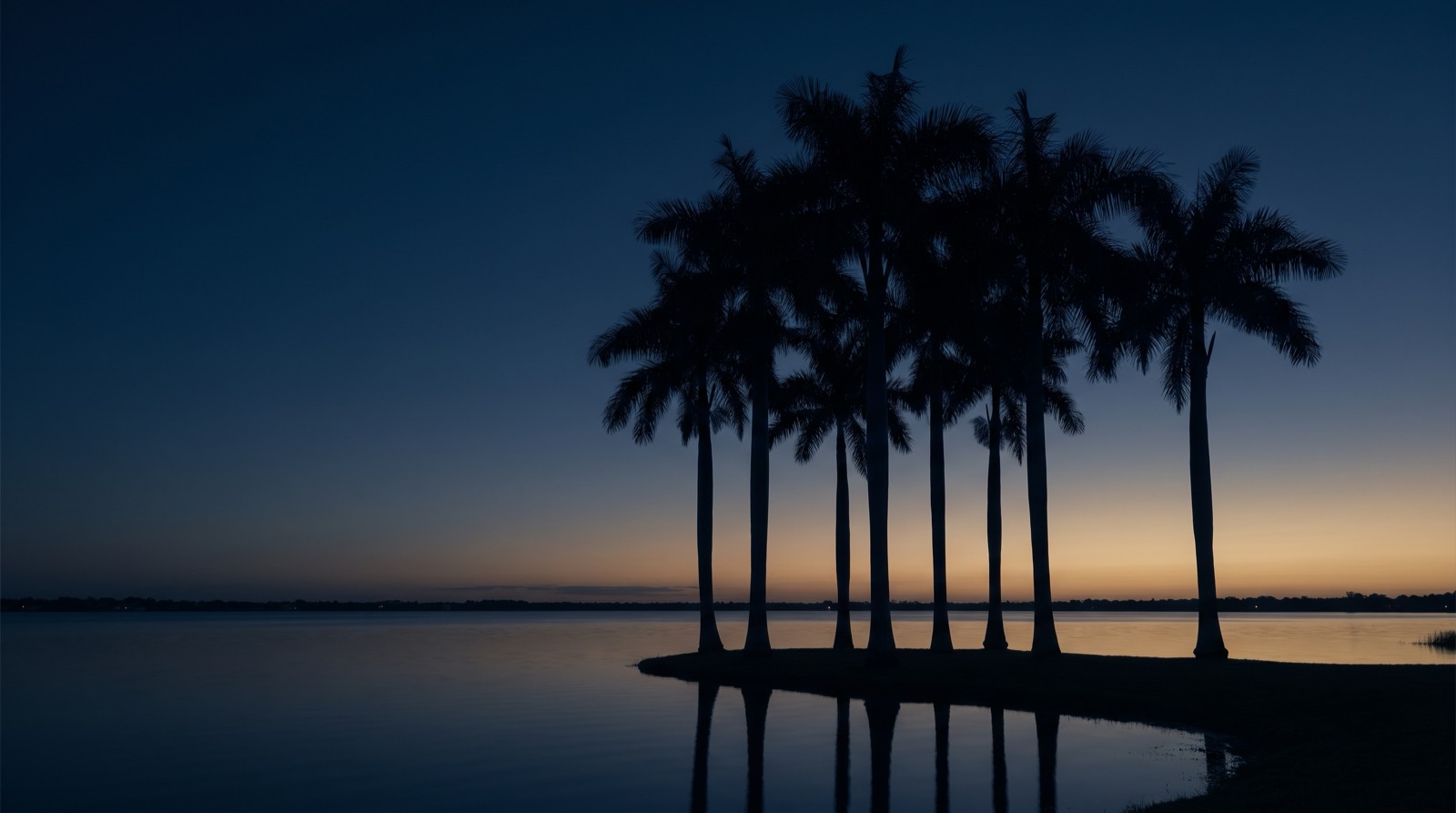 Royal palms silhouetted against a deep navy dusk sky over Royal Palm Beach, Florida — Rochet Family Chiropractic contact and location, since 2007