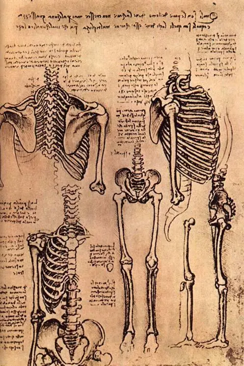 Anatomical illustration of the spine